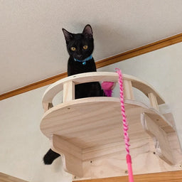 Cat Wall Shelves Climbing Systems Large Cat Furniture Shelf Set Wall Hanging Mounted Hammock Sisal Scratching Perch Bed Ladder