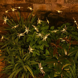 Garden Solar Dragonfly Lights Outdoor 6LED Decor Light Waterproof Stake Lights for Yard Pathway Patio